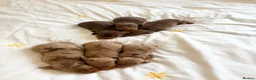 Dachshund dogs for sale: Dachsuand  - Advert 5