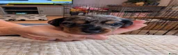 Mixed Breed dogs for sale: MERLE DORKIE - Advert 15
