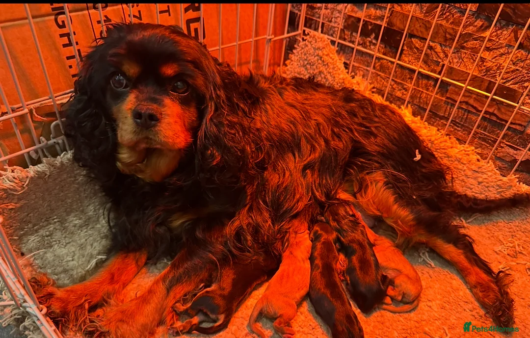 Cavalier King Charles Spaniel dogs for sale: DNA 🧬 CLEAR CAVALIER KING CHARLES PUPPIES  - Advert 7