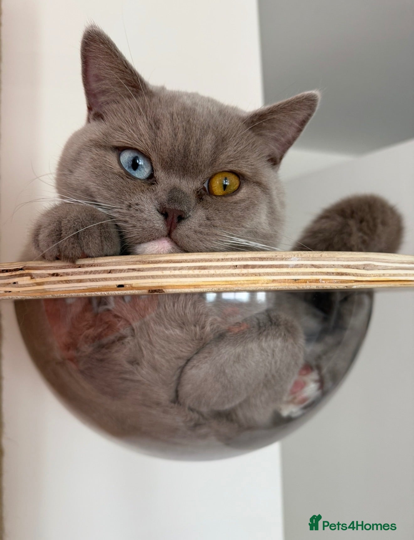 British Shorthair cats 💜 Stunning odd-eye lilac boy 💜 - Advert 1