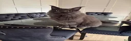 Maine Coon cats for sale: Make mainecoon  - Advert 5