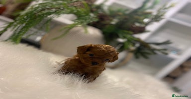 Maltipoo dogs 🌟 Luxury Rare Brown Asian Teddy Maltipoo - Advert 4