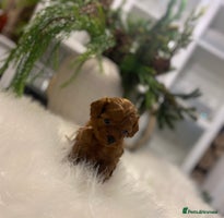 Maltipoo dogs 🌟 Luxury Rare Brown Asian Teddy Maltipoo - Advert 4