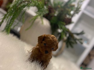 Maltipoo dogs 🌟 Luxury Rare Brown Asian Teddy Maltipoo - Advert 3