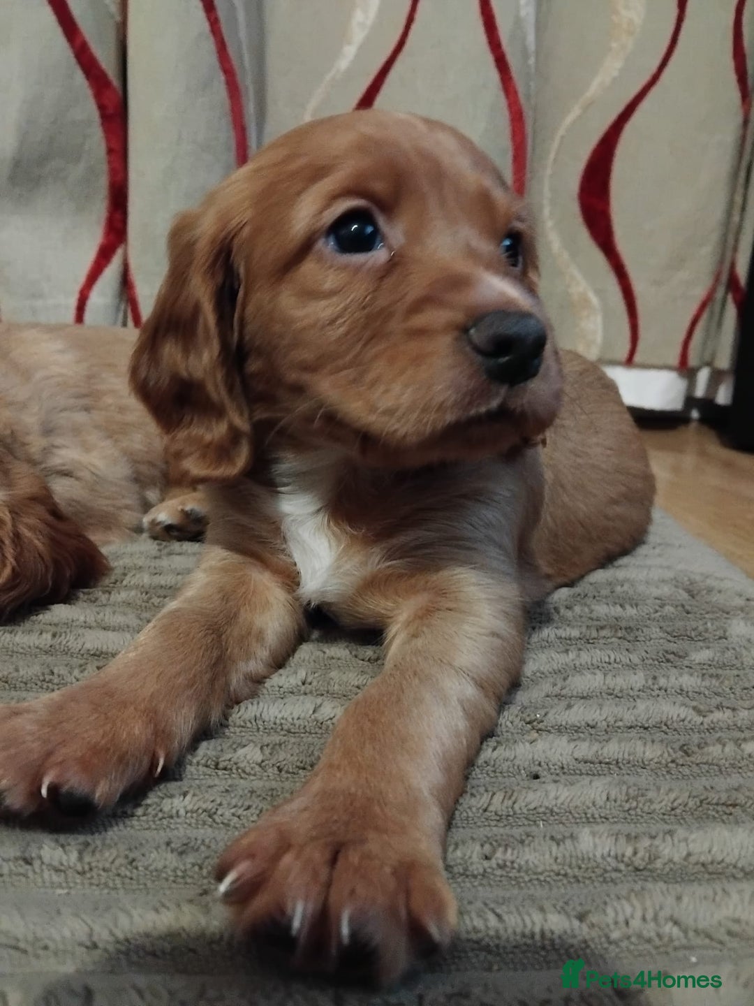 Cocker Spaniel dogs for sale: KC Registered Working Cocker Spaniel  - Advert 30
