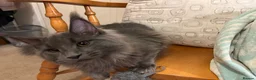 Maine Coon cats for sale: Maine Coon Kittens – 4 Available !!! - Advert 6