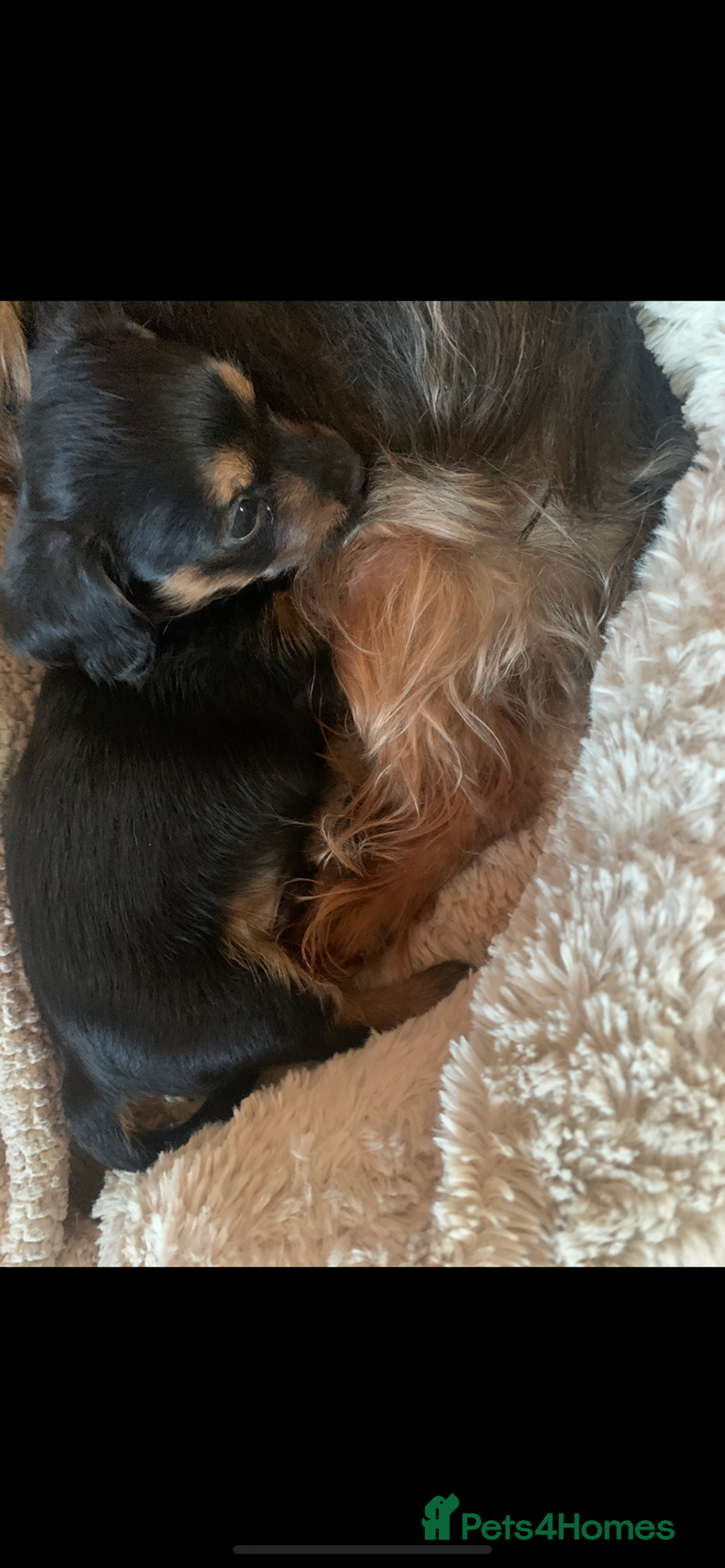 Mixed Breed dogs for sale: Yorkshire terrier x dachund x3 boys - Advert 1