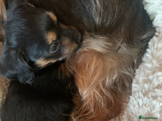 Mixed Breed dogs Yorkshire terrier x dachund x3 boys - Advert 2