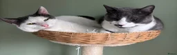 Mixed Breed cats for sale: REHOMING: 2 Grey/White Cats, Siblings - Advert 5