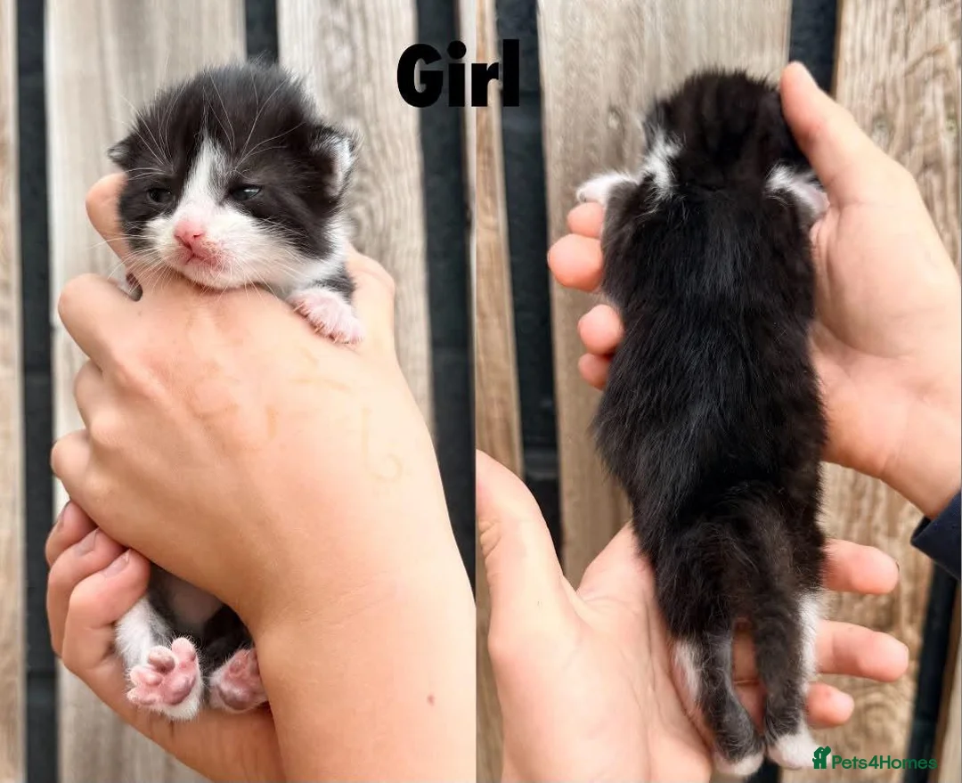 Mixed Breed cats for sale: Farm kittens for sale - Advert 5