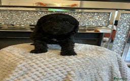 Cockapoo dogs for sale: 5 ⭐️ F1 Cockapoo puppies  - Image 6