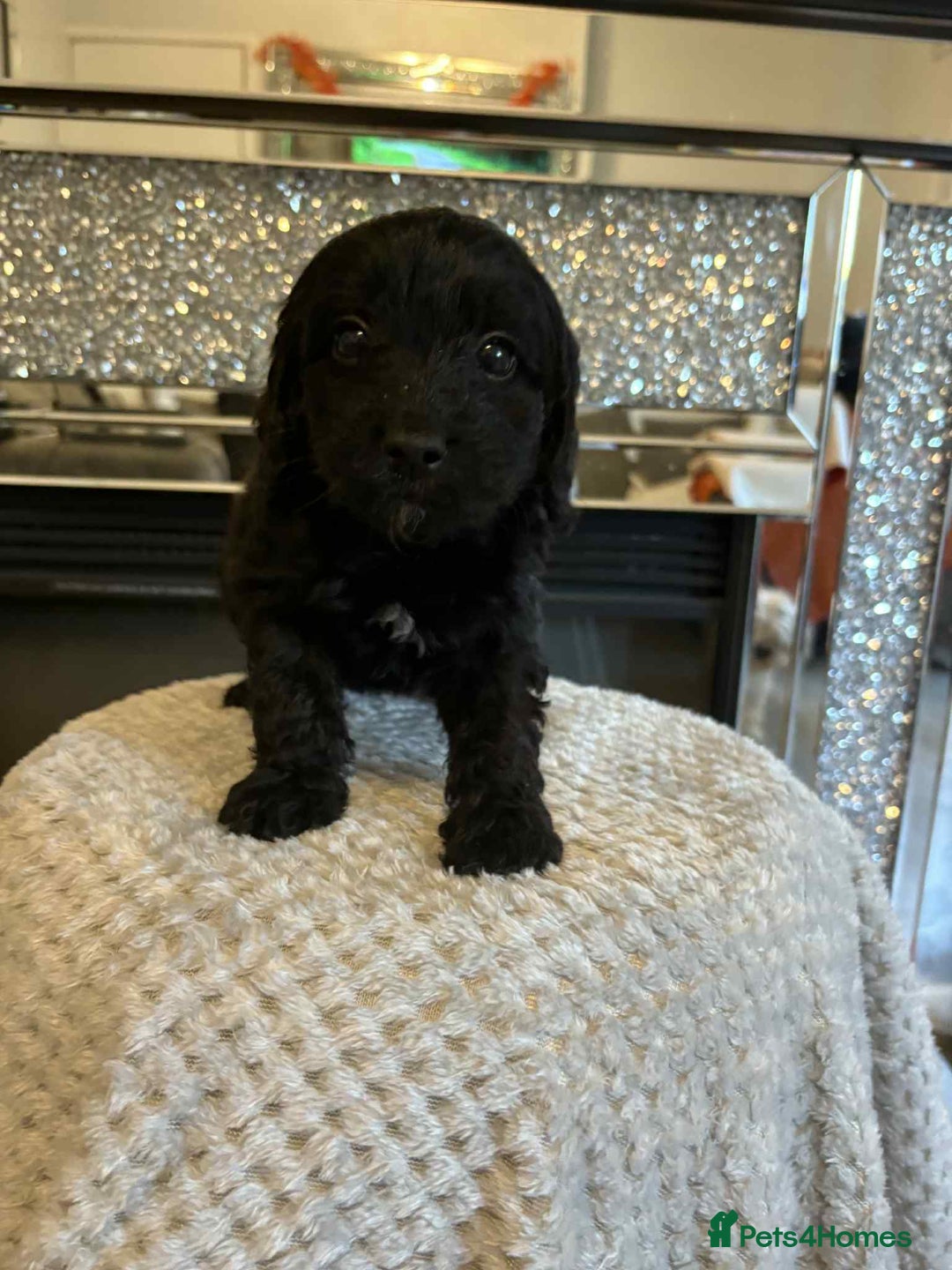 Cockapoo dogs for sale: 5 ⭐️ F1 Cockapoo puppies  - Image 6