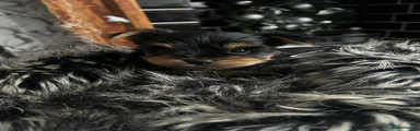 Yorkshire Terrier Puppy