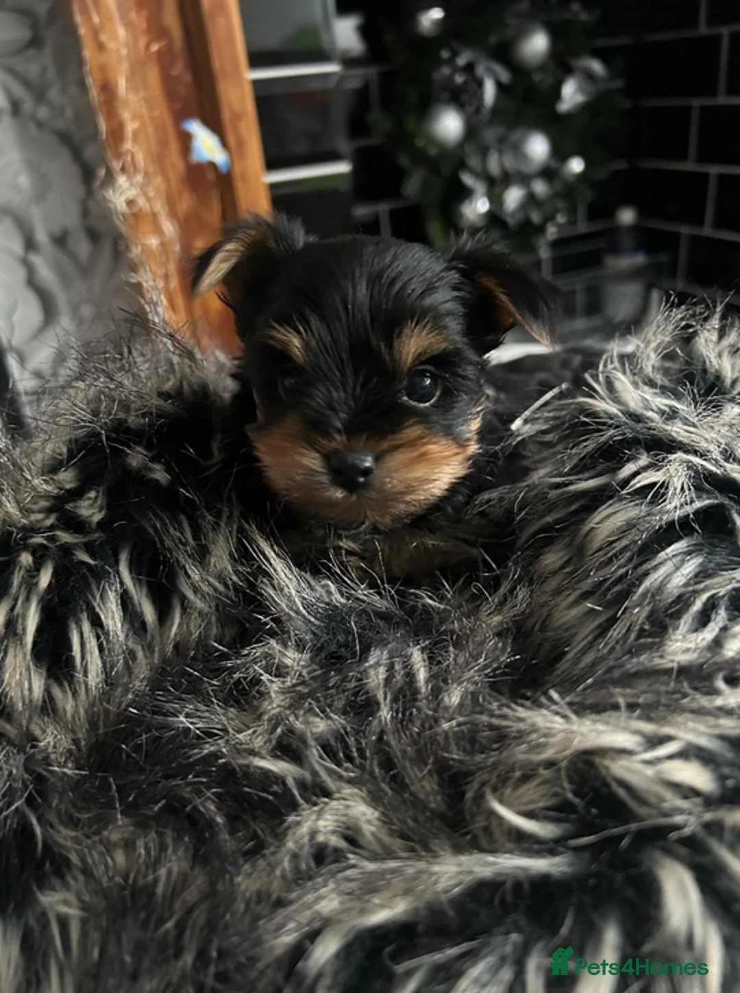 Yorkshire Terrier dogs for sale: Yorkshire terrier male puppy - Advert 2
