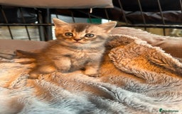 Mixed Breed cats for sale: Maine coon x Scottish fold kittens - Image 15