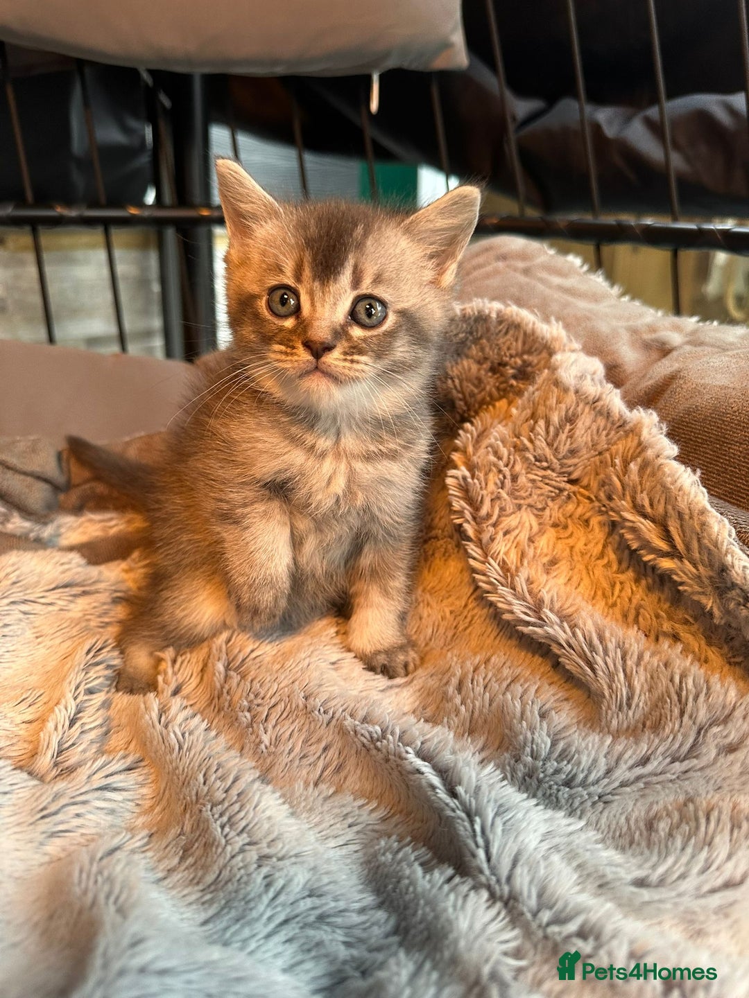 Mixed Breed cats for sale: Maine coon x Scottish fold kittens - Image 15