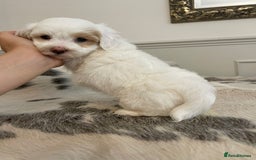 Coton De Tulear dogs for sale: Adorable Havaton puppies  - Image 12