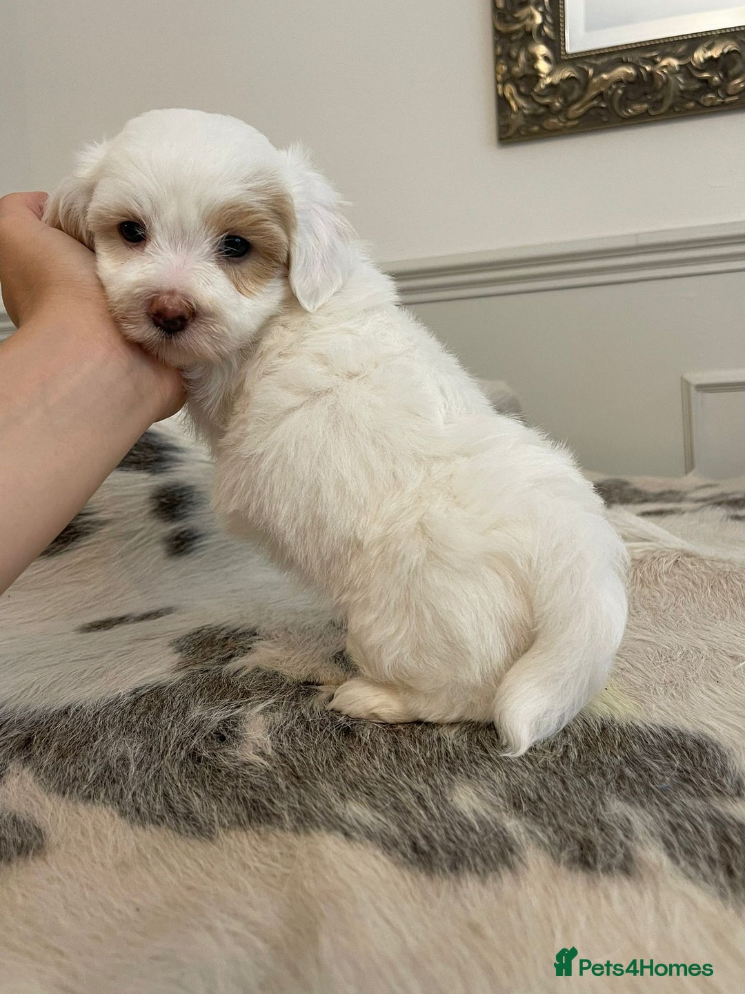 Coton De Tulear dogs for sale: Adorable Havaton puppies  - Image 12