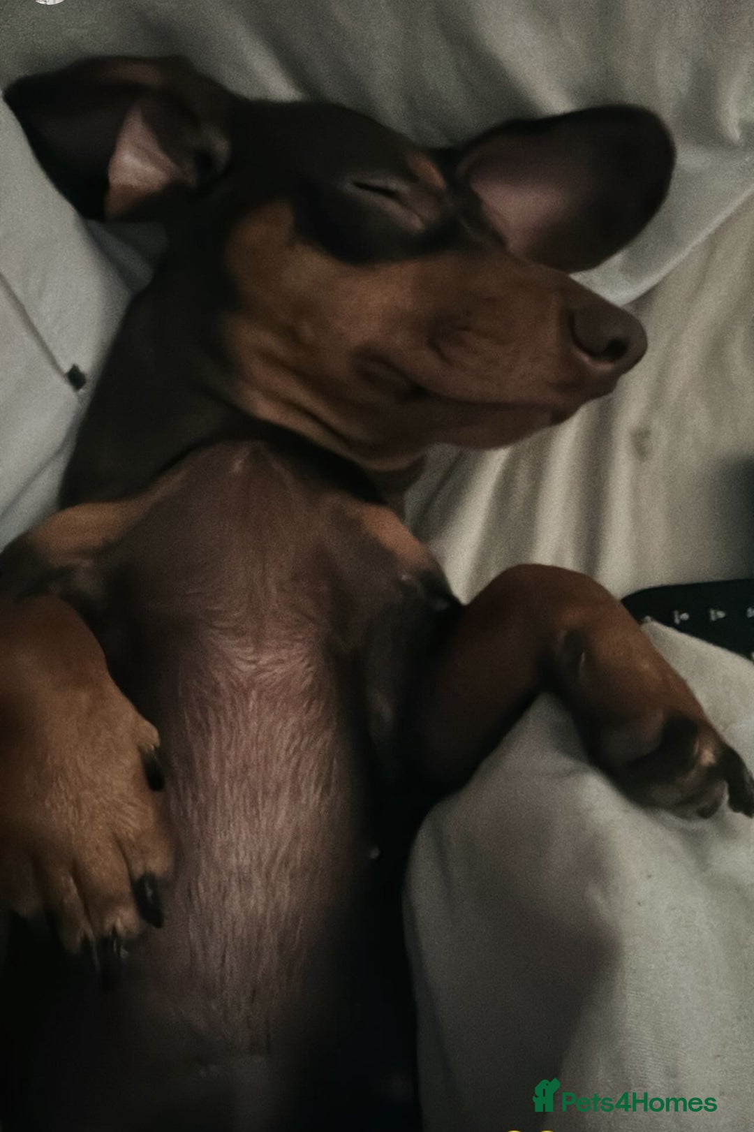 Miniature Dachshund dogs for sale: Chocolate/tan miniature dachshund  - Image 2
