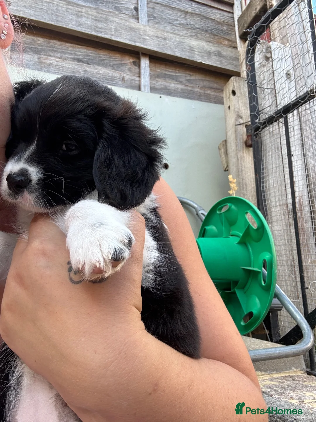 Mixed Breed dogs for sale: Poogle x shichon - Advert 2
