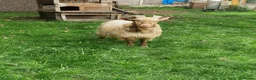 Goats livestock for sale: Registered Golden Guernsey Billy - Advert 3