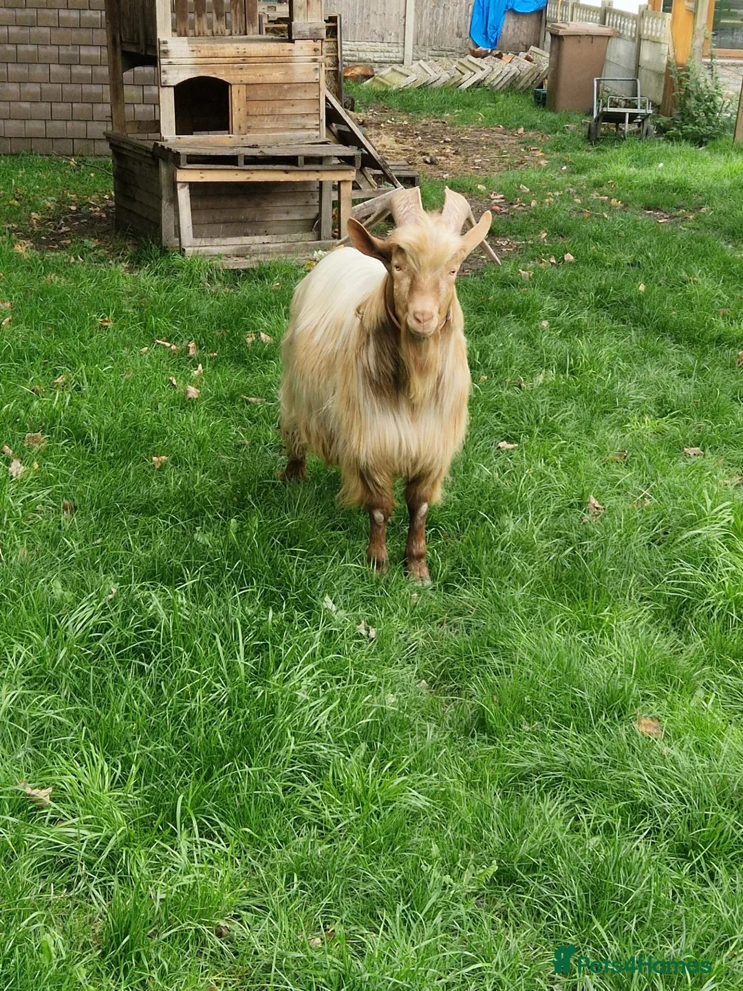 Goats livestock for sale: Registered Golden Guernsey Billy - Advert 3