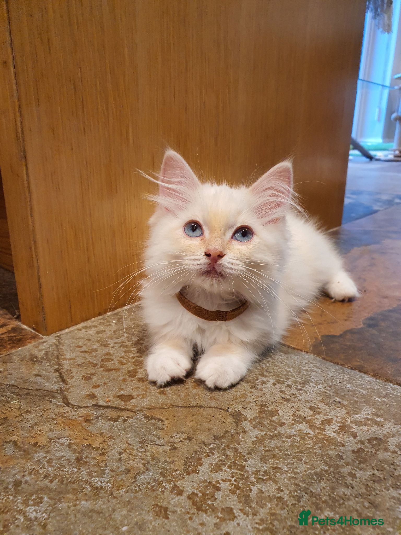 Ragdoll cats 💖Very Beautiful GCCF Registered Ragdoll Kittens. - Advert 1