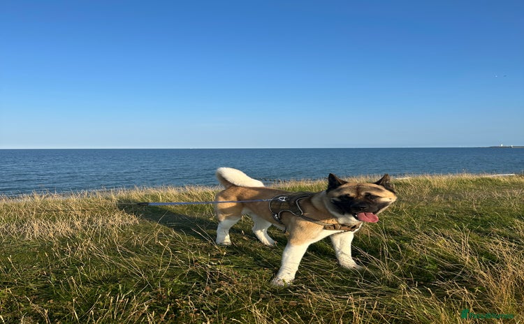 Akita dogs - Advert 15