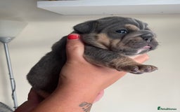 Old Tyme Bulldog dogs for sale: New English bulldogs available  - Image 16