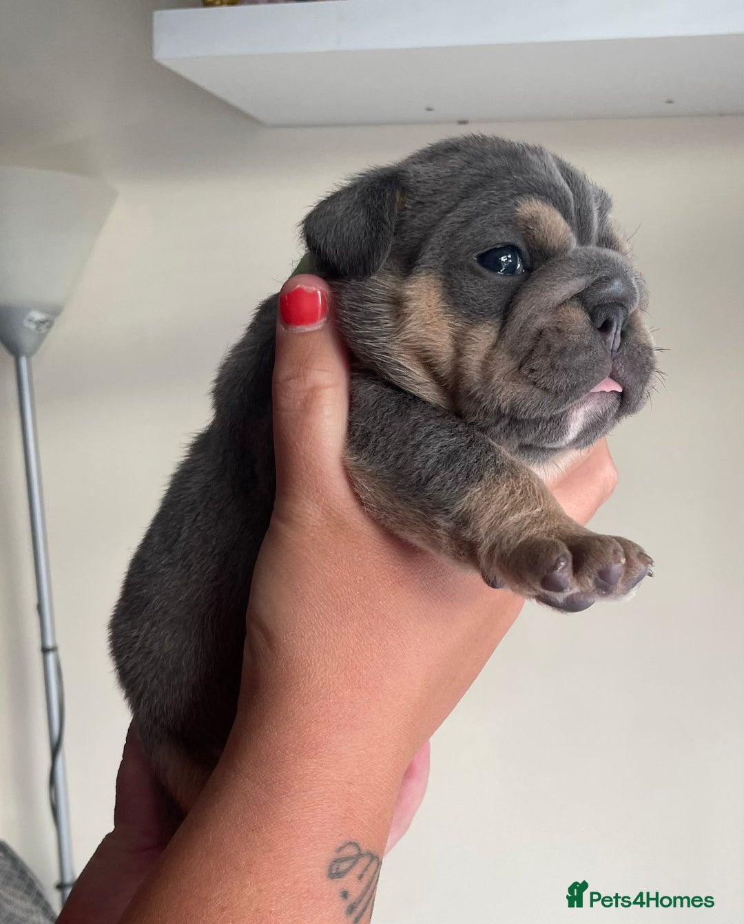 Old Tyme Bulldog dogs for sale: New English bulldogs available  - Image 16