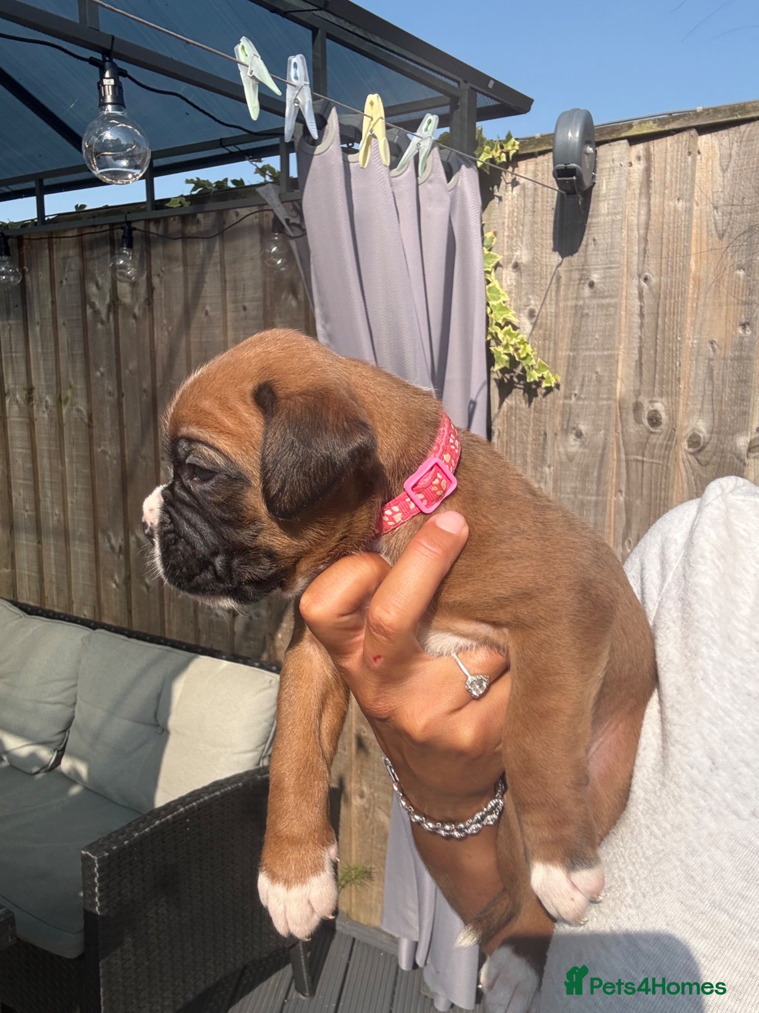 Boxer dogs Few Left Kc Bobtail Tail Now Reduced - Advert 8