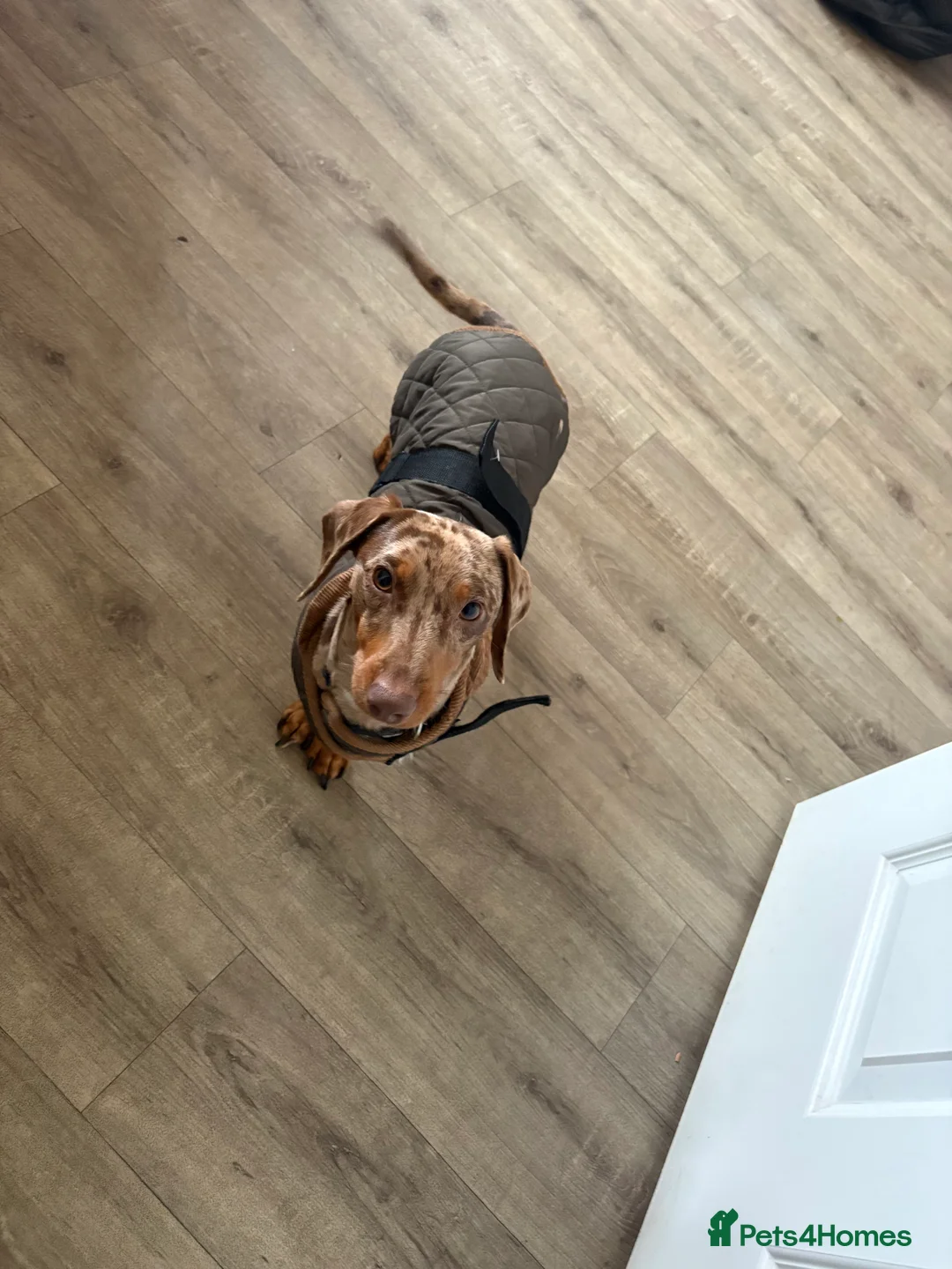 Dachshund dogs for sale: Looking For A Loving Home  in Barnsley - Advert 10