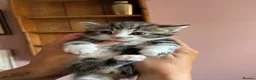 Mixed Breed cats for sale: Mixed breed kittens  - Advert 4