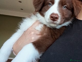 Border Collie dogs Stunning border collie babies - Advert 3