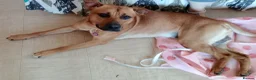 Mixed Breed dogs for sale: Bear  - Advert 1