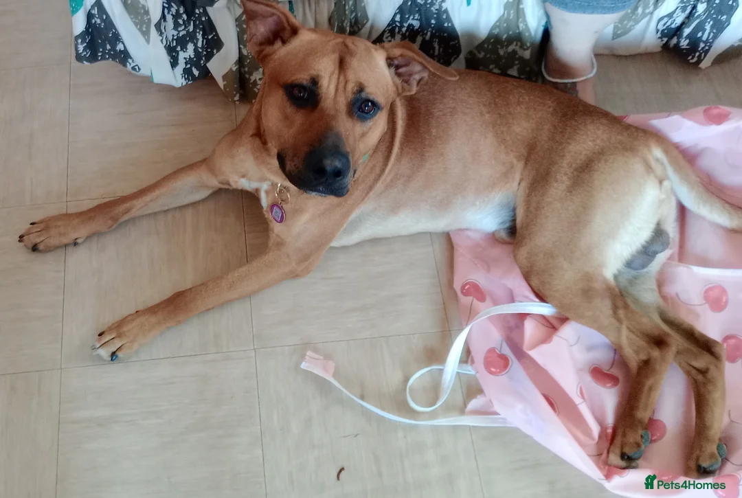 Mixed Breed dogs for sale: Bear  - Advert 1