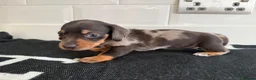 Miniature Dachshund dogs for sale: EXTREME CUTENESS! MINIATURE DACHSHUND PUPPIES ❤️🤍 - Advert 3