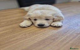 Golden Retriever dogs for sale: Golden retriever puppies  - Image 10
