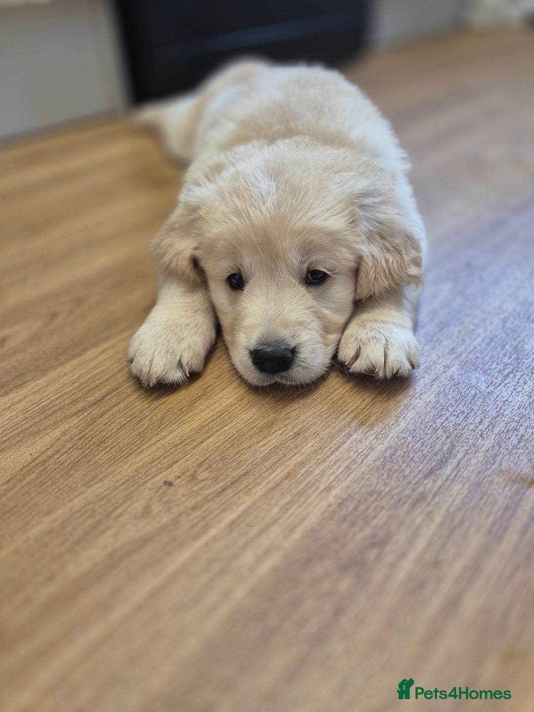 Golden Retriever dogs for sale: Golden retriever puppies  - Image 10