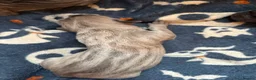 Cane Corso dogs for sale: SILVER BRINDLE pure bread Cane Corso pups  - Advert 11