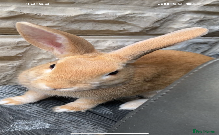 English rabbits - Advert 1