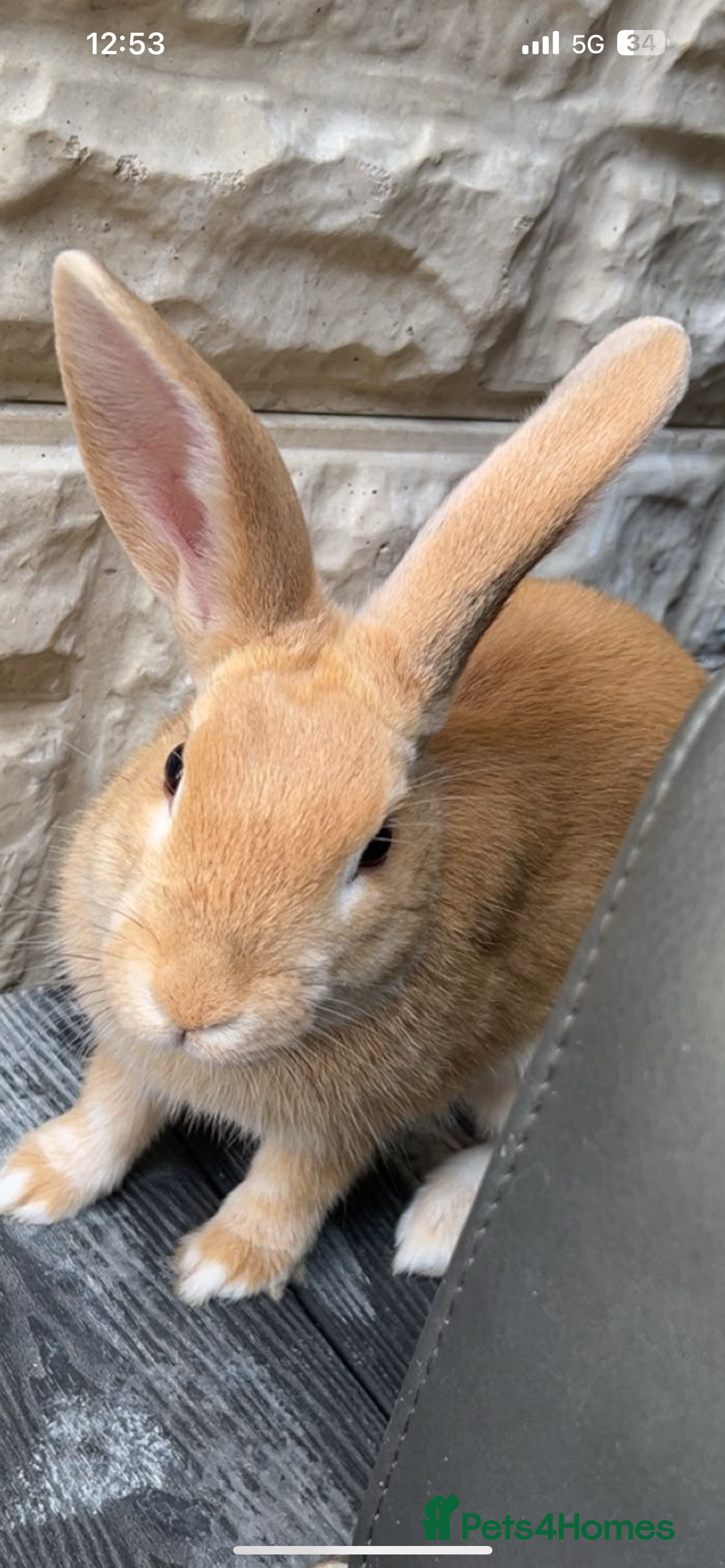 English rabbits for sale: Rabbits for sale - Image 1