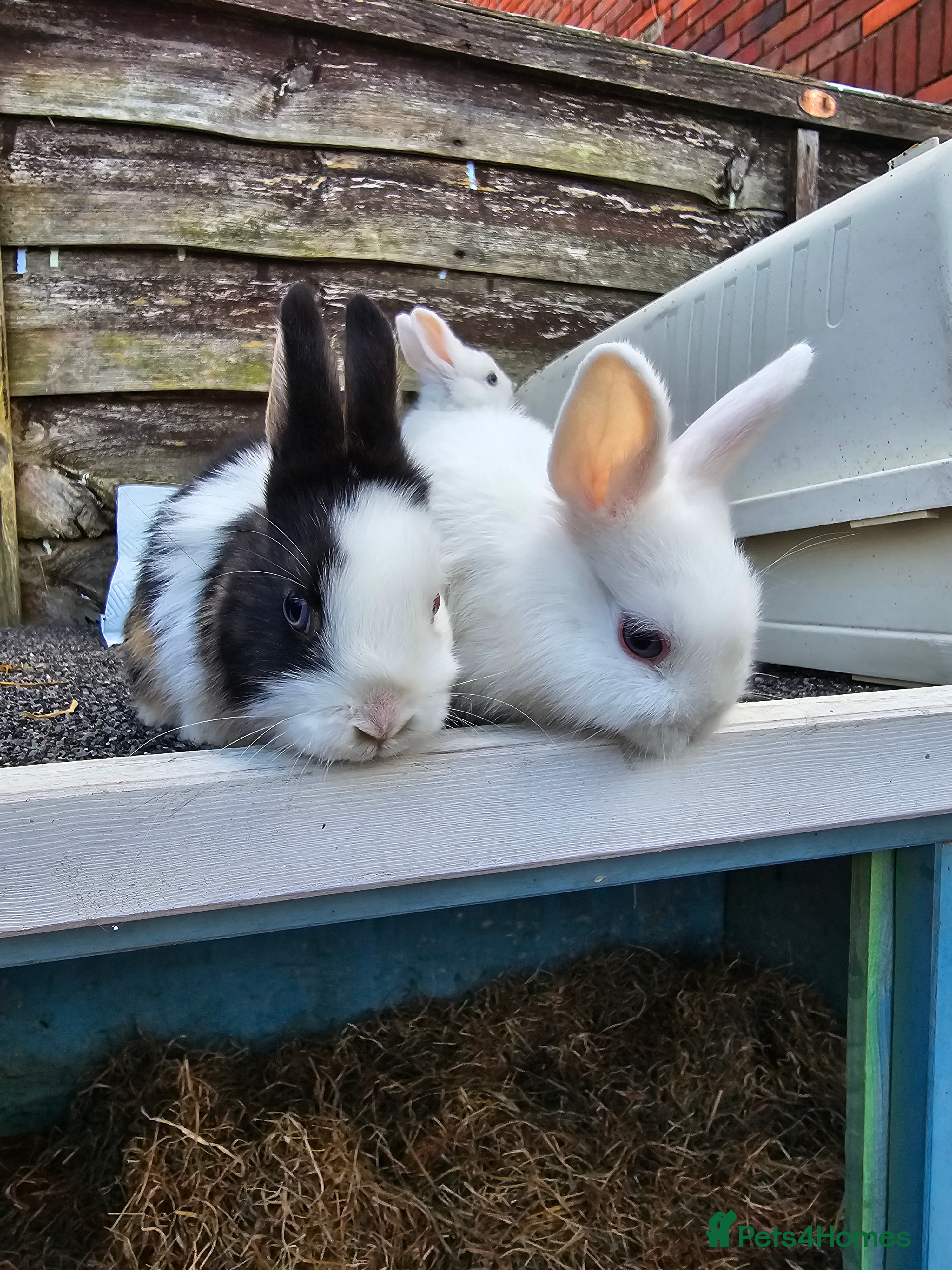 Netherland Dwarf rabbits Netherland Dwarf Rabbits - Male and Female  in Southsea - Advert 1