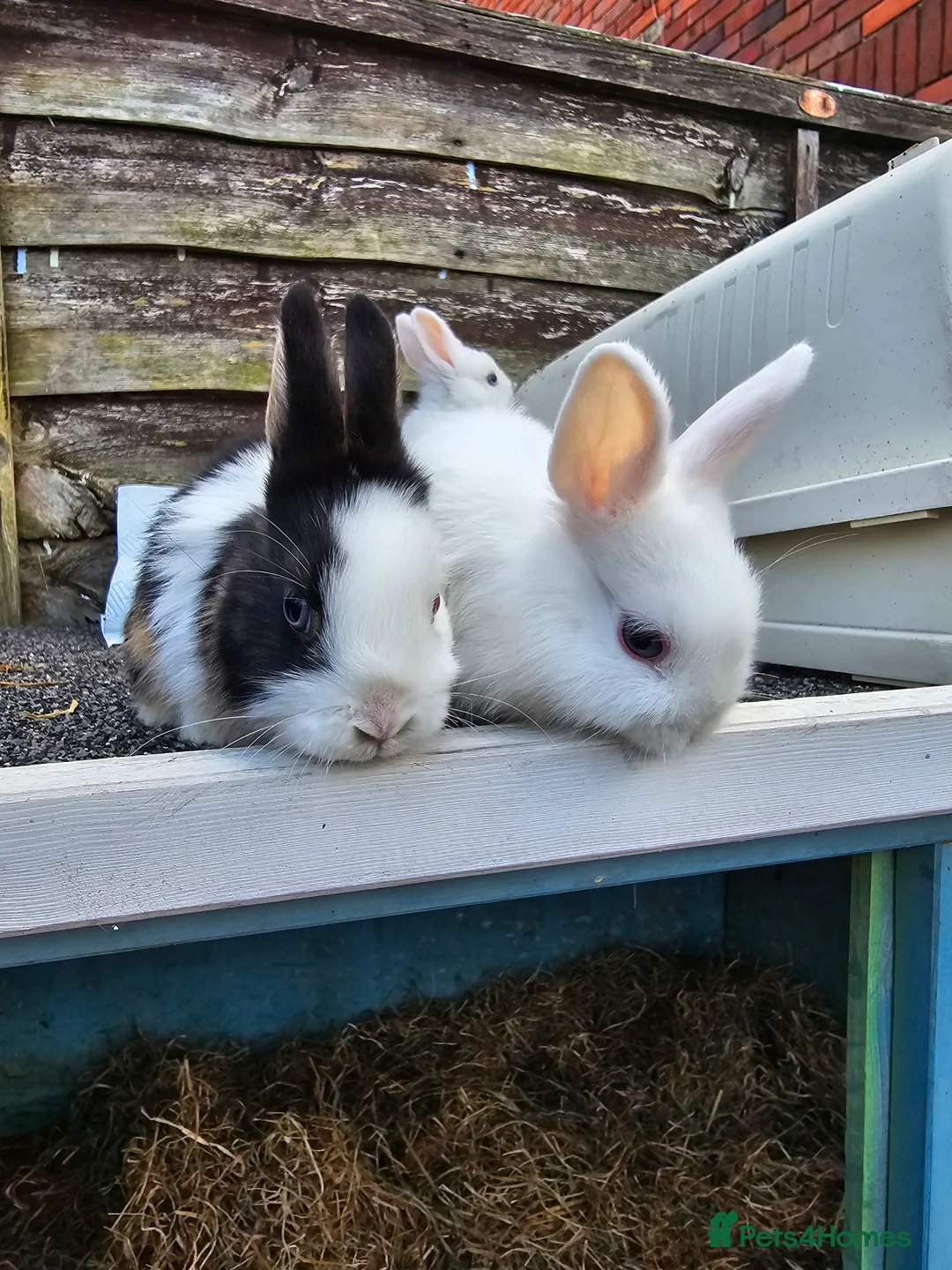 Netherland Dwarf rabbits for sale: Netherland Dwarf Rabbits - Male and Female  in Southsea - Advert 1