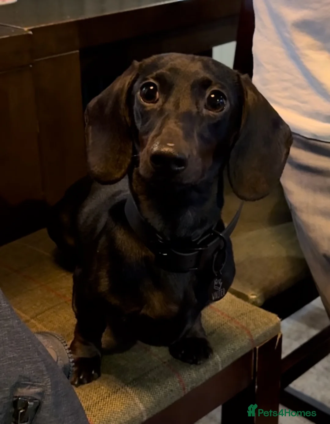 Miniature Dachshund dogs for stud: Rare KC Reg & Health Tested Miniature Dachshund in Rotherham - Advert 17