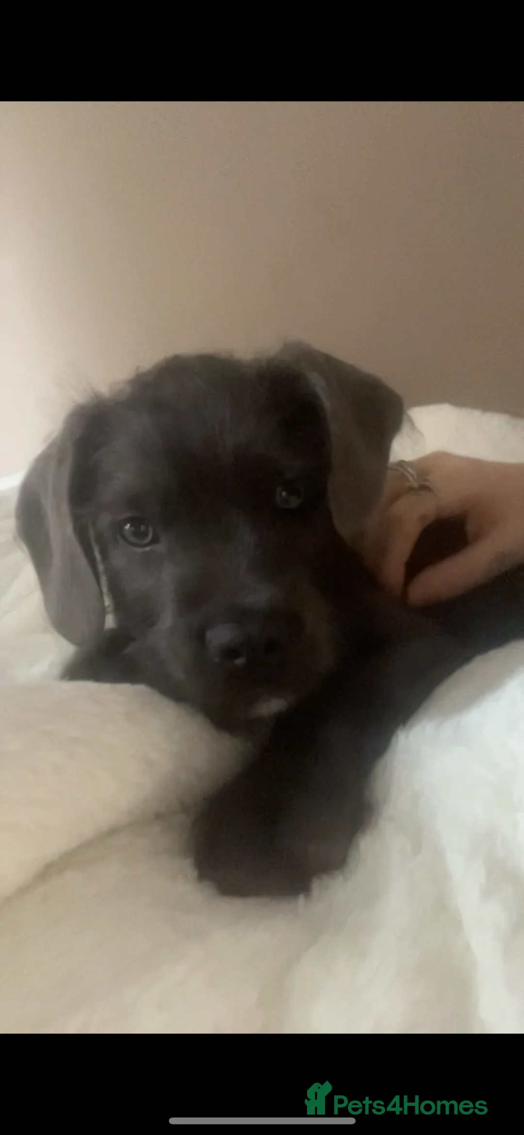 Mixed Breed dogs for sale: Beautiful Cane Corso x Mix Puppy  - Advert 2