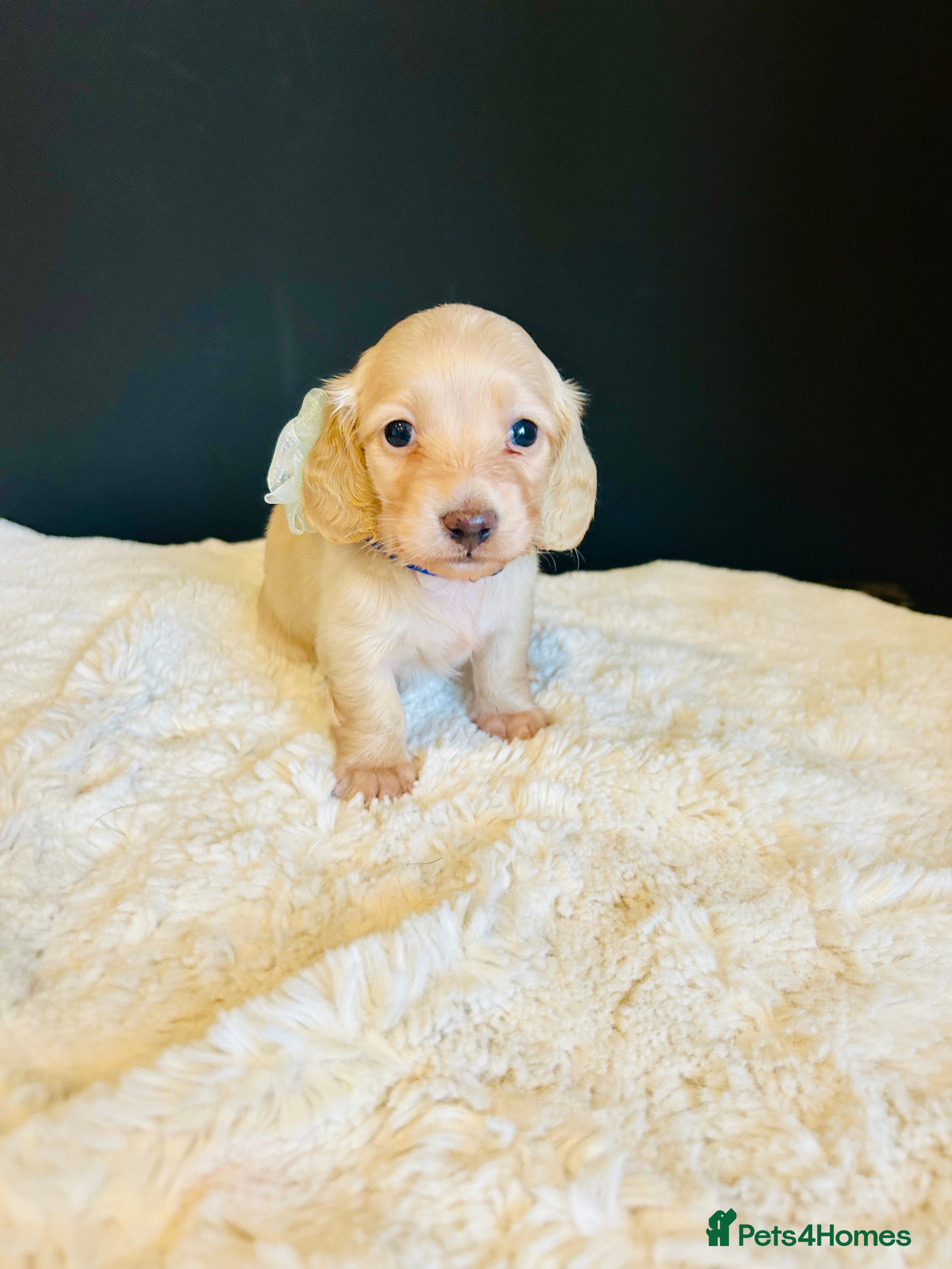 Miniature Dachshund dogs Creams-5 Star Breeder ⭐️⭐️⭐️⭐️⭐️ - Advert 8