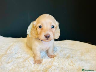 Miniature Dachshund dogs Creams-5 Star Breeder ⭐️⭐️⭐️⭐️⭐️ - Advert 8