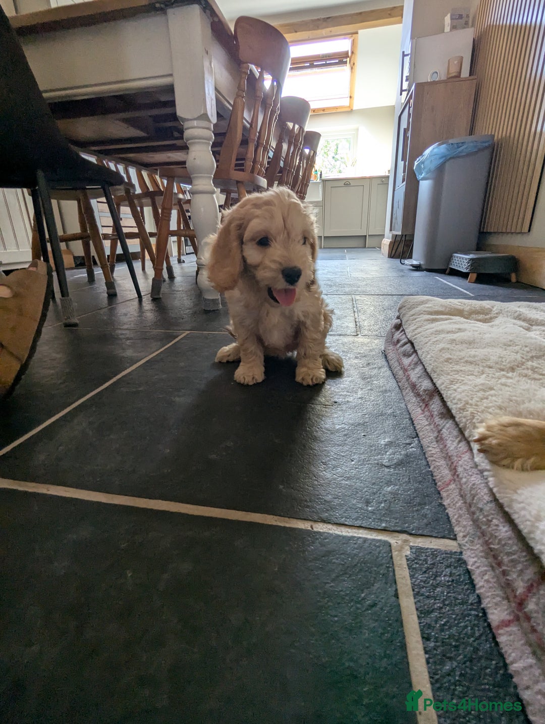 Cockapoo dogs for sale: Cockapoo Girl - Image 10