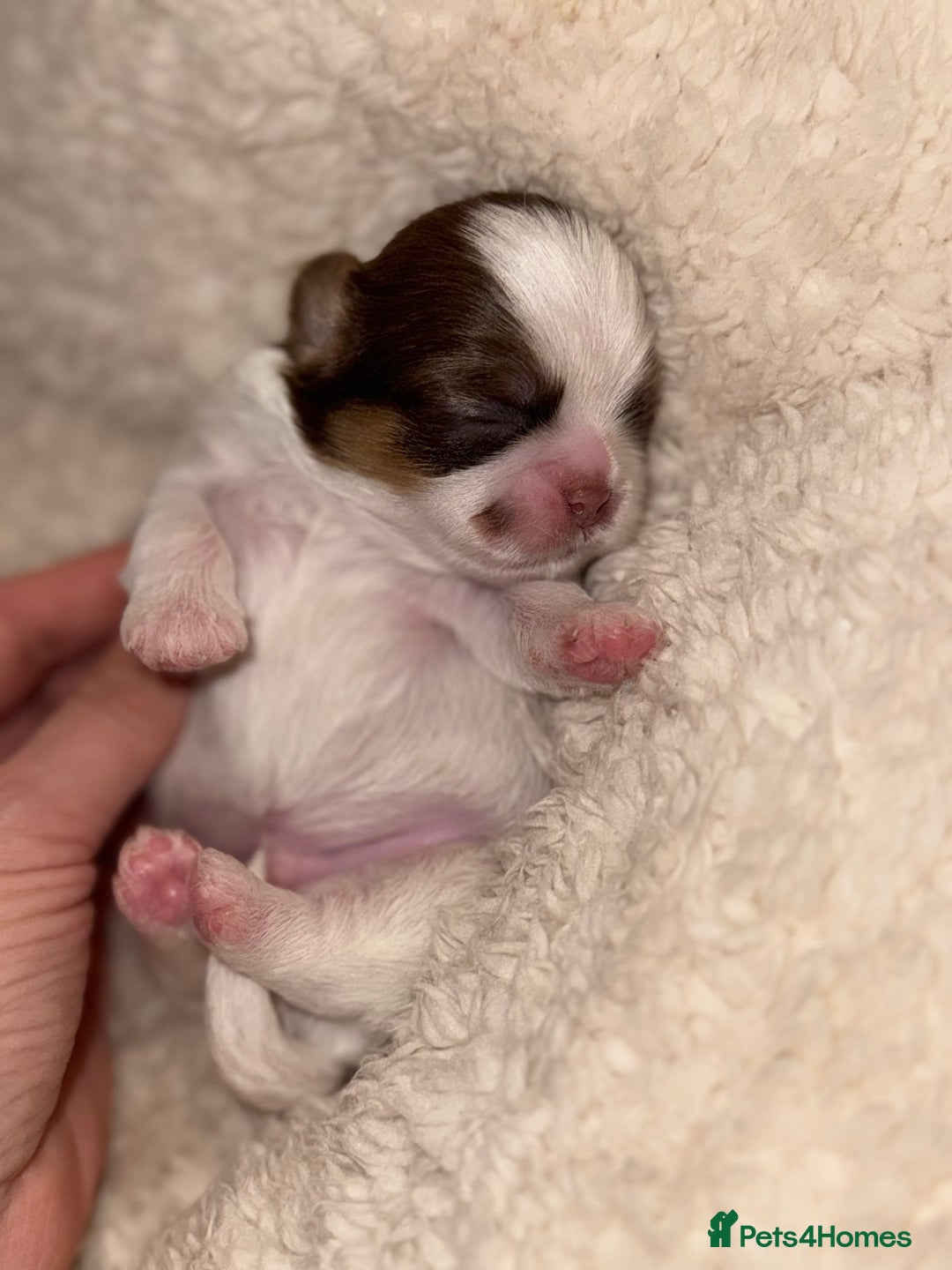 Shih Tzu dogs for sale: Shih tzu  - Advert 3